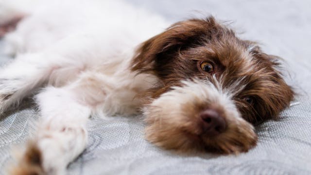 Cuidados com animais idosos: como garantir o conforto e a qualidade de vida