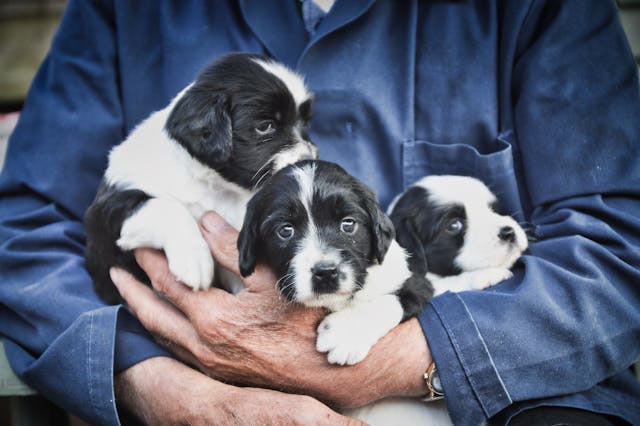 Dicas para socializar seu filhote de cachorro